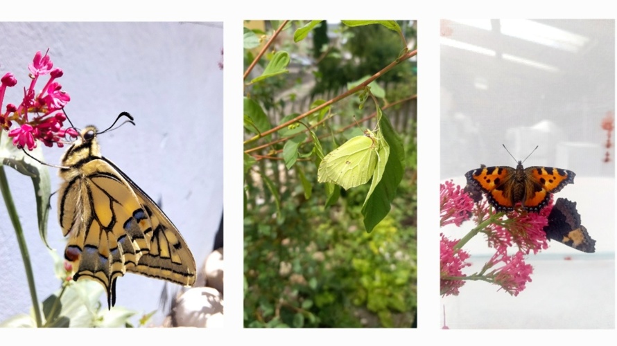 Schmetterlings Flugpate