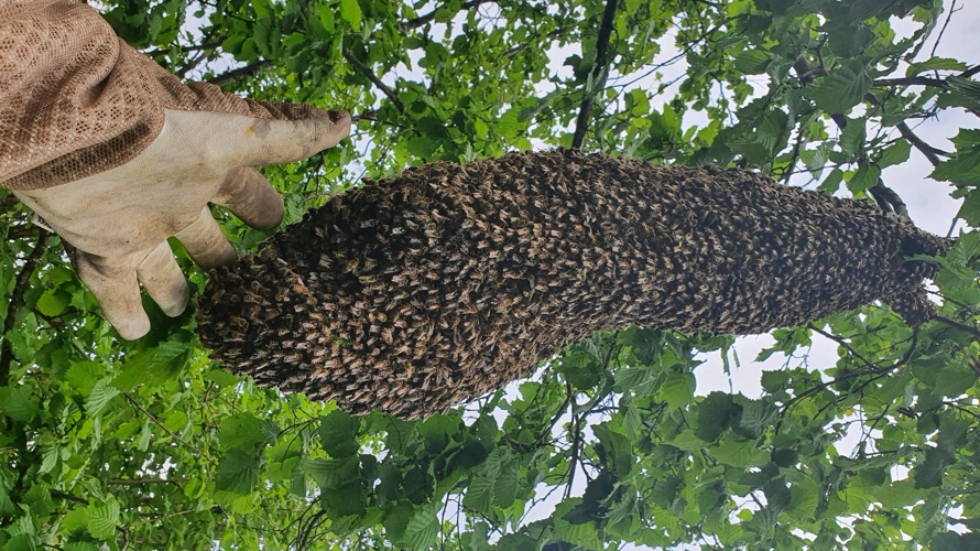 BZVA Bienenzüchterverein Andelfingen