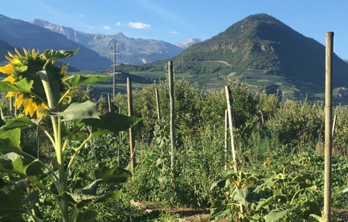 Kaïros, mise en place d'une forêt nourricière à Uvrier