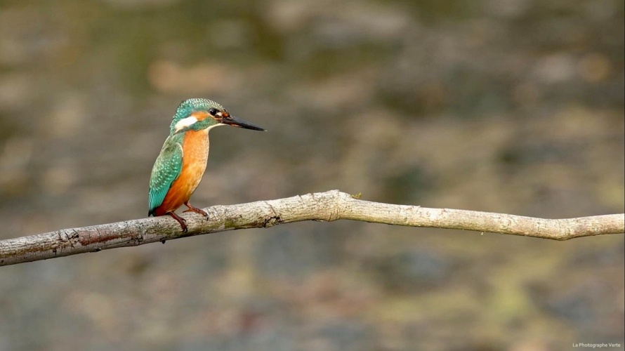 Le Jardin de la Bécassine