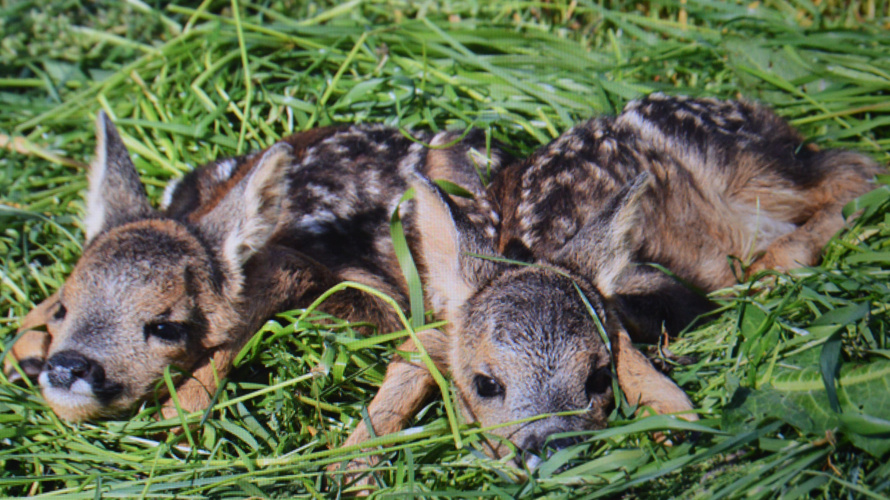 Drohne für Rehkitzrettung im Fünflibertal