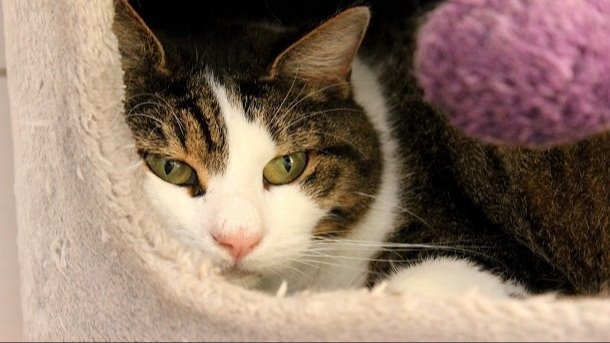 Refuge de Cottendart