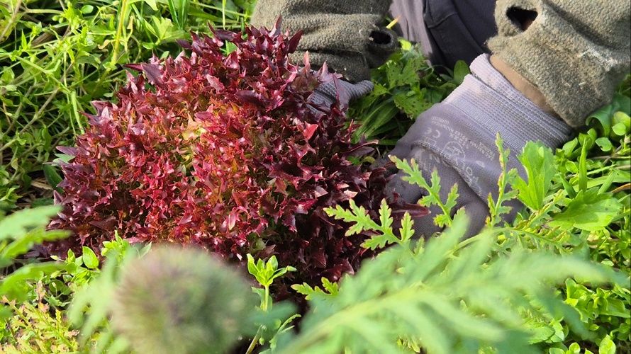 Verein "Der Kulturgarten" Appenzell