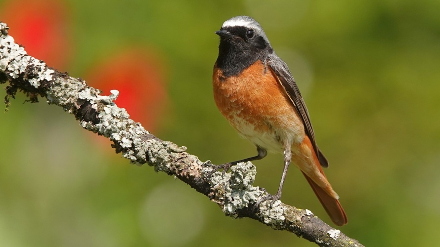 Natur- und Vogelschutzverein Zeiningen
