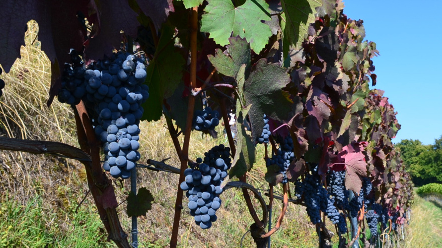 Nyffenegger's Weinfreu(n)de