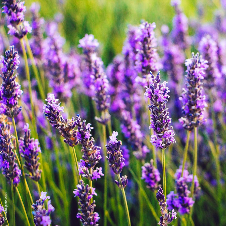 Parrainage d'une Lavande