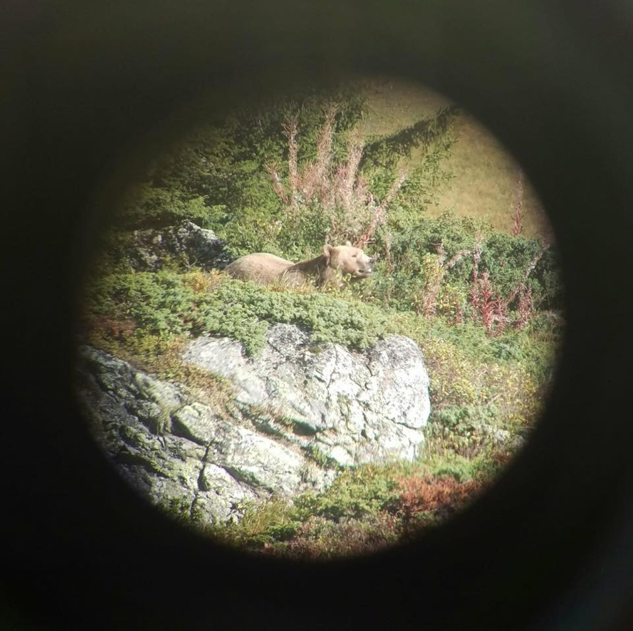 „Back to nature bear sanctuary Event“