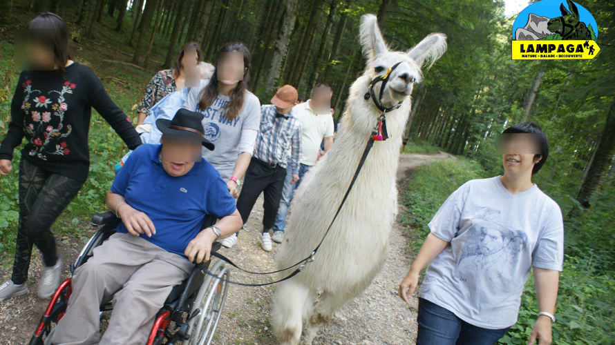 lamas & alpagas au soutien de ceux qui en ont besoin