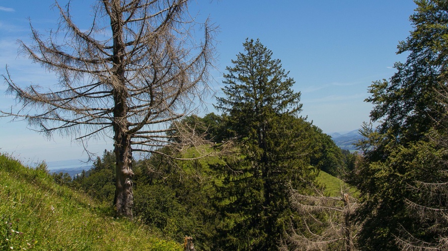 Neubau Alpstall Meiersalp
