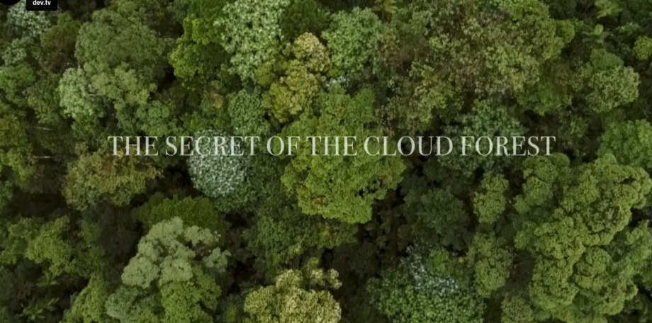 Les secrets de la forêt de nuages, 6 avril 13h, place enfant