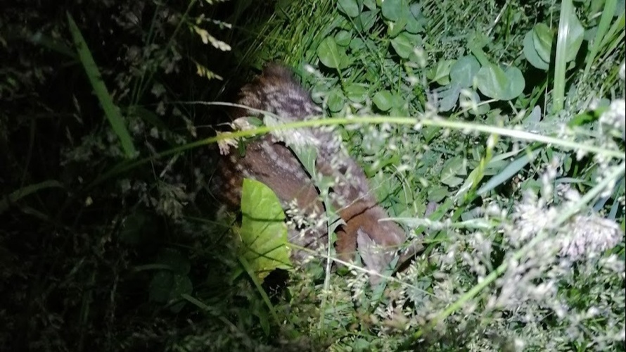 Neue Drohnen für die Region St. Gallen und Oberthurgau