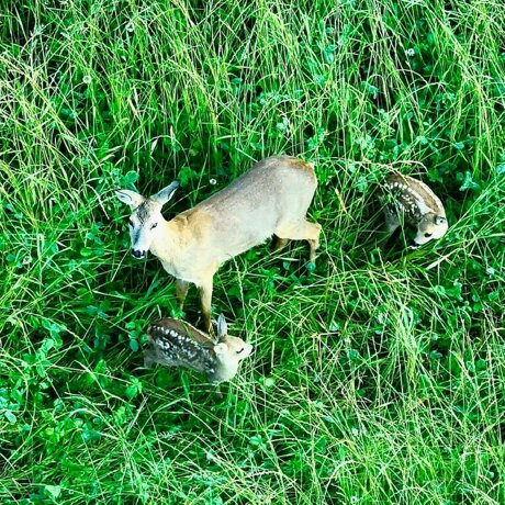 Information Crowdfunding