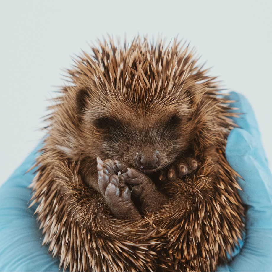 Der grosse Stachelzauber