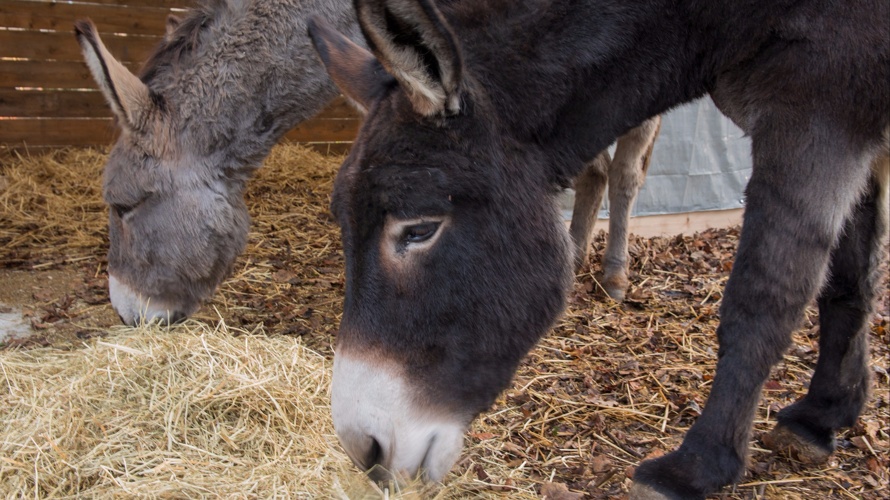 Der Samichlaus brucht für sin Esel en Unterstand