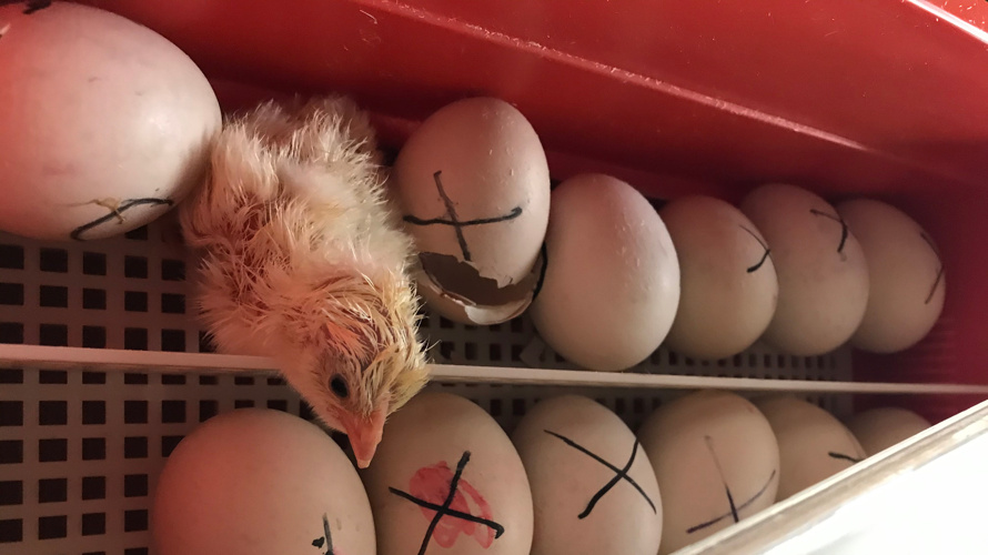 Hühnerhaus für das Hertihus