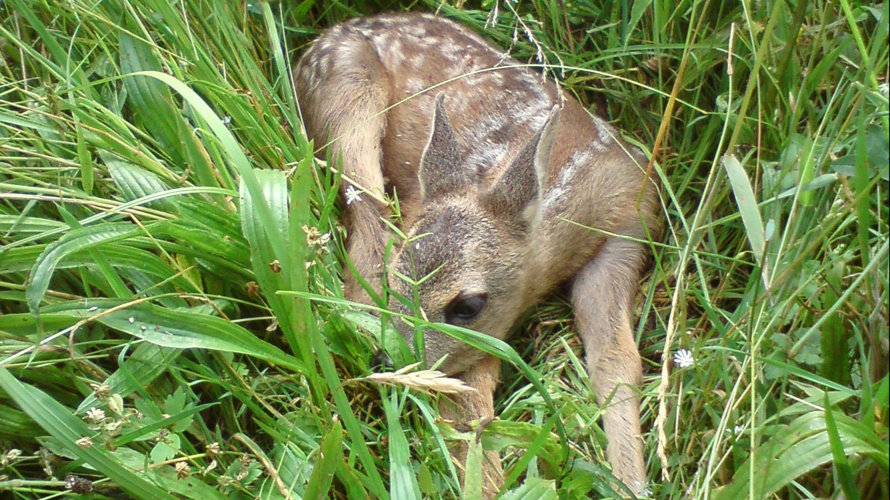 Drohne Rehkitzrettung Zäziwil/Reutenen/Oberhünigen