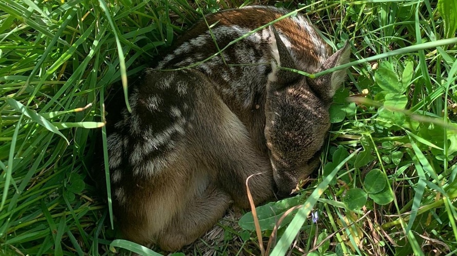 Rehkitzrettung Thun und Umgebung