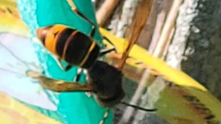 Bekämpfung der Asiatischen Hornisse