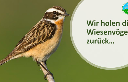 Förderung Braunkehlchen und Schmetterlinge