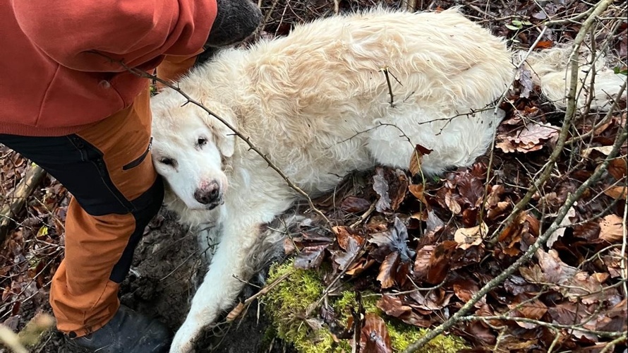Wärmebild Drohne für Tiersuch Staffel Klettgau