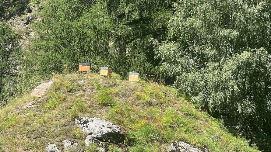 Apis mellifera mellifera
