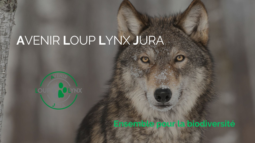 Le loup, entre projections et réalités scientifiques