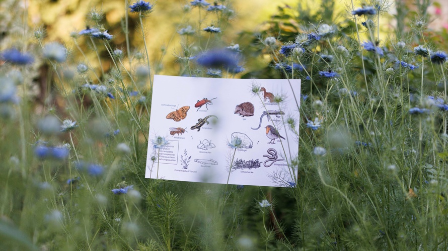 Wildbienenparadies - Blumen für kleine Helden