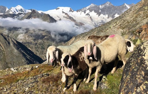 Hirtenhütte - IG Schafalpen Saastal