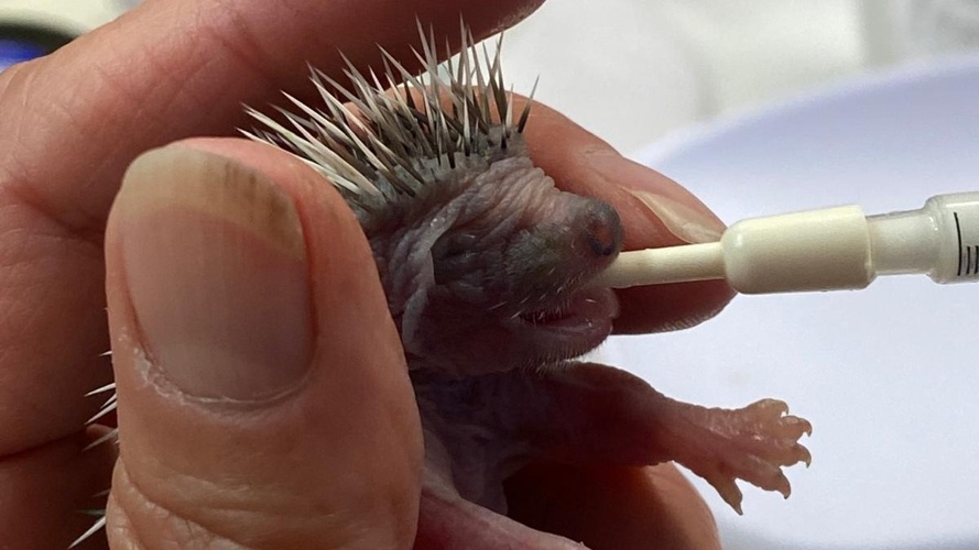 Rettung für Igel in Not