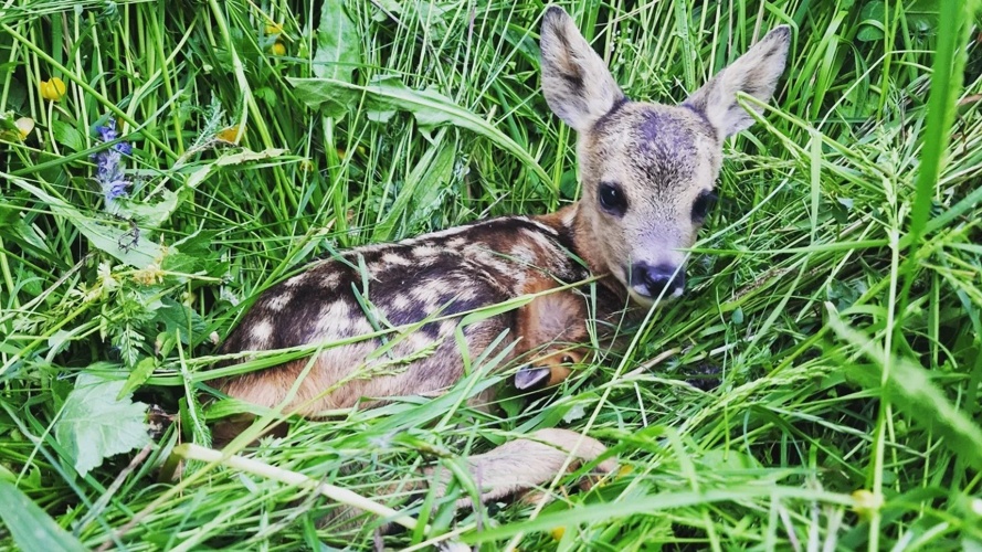 Rettet die Rehkitze im Kandertal
