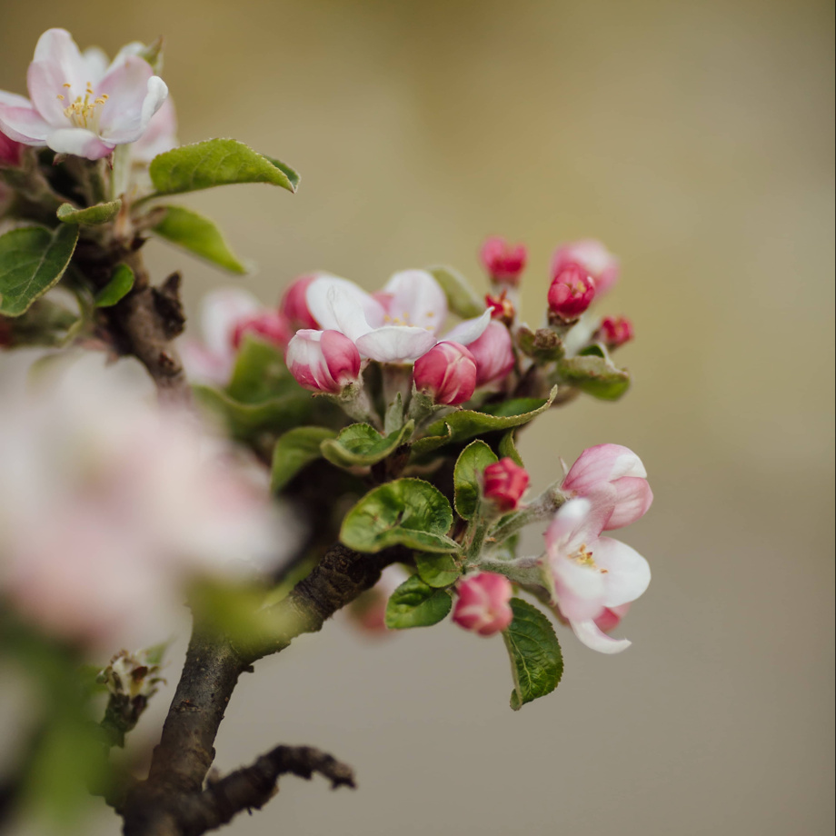 Bienenhotel - Postkarte