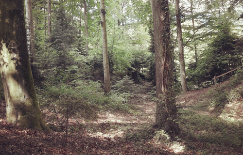 Atelier forêt "Hêtre heureux"