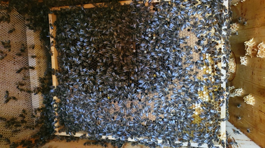 BZVA Bienenzüchterverein Andelfingen