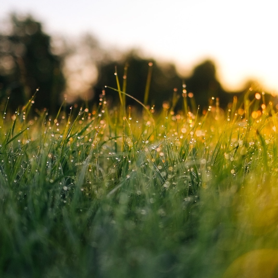 RASENPFLEGE MIT BERNIE