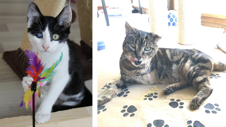 artgerechter Spielplatz für nichtvermittelbare Katzen