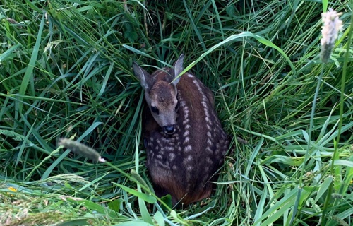 Rehkitzrettung Gantrisch