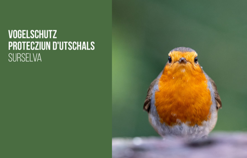 Vogelschutz Protecziun d'utschals Surselva