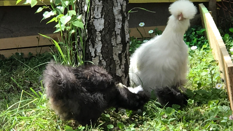 Hühnerhaus für das Hertihus