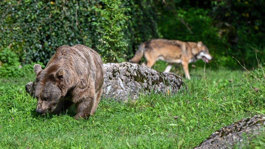 Natur- und Tierparkverein Goldau