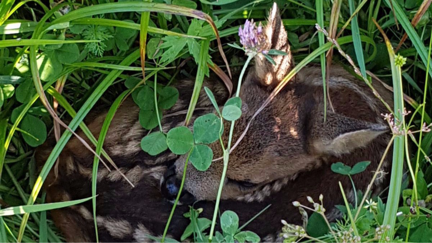 Rehkitzrettung Gantrisch