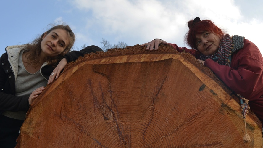 BAUMSY eine musikalisch-tänzerische Begegnung mit dem Baum