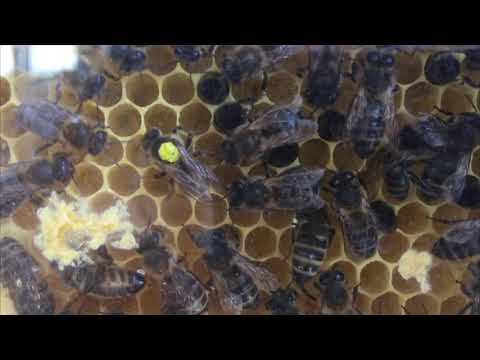 Bienenkönigin legt Eier