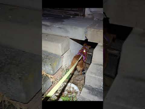 VIDEO 2026 04 01 07 16 34 #wald  #igel  #tierrettung   #hund